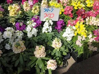 花苗入荷しました