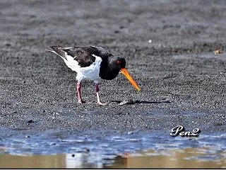 お久しぶりなミヤコドリ･･･