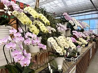穏やかな秋晴れの朝♪ お気に入りの鉢と胡…