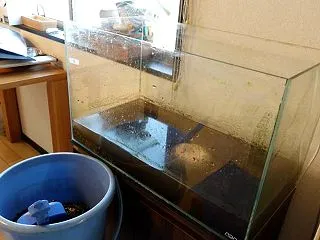 １年以上ぶりの水槽掃除！鯖家アクアリウム…