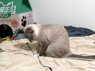 コゲコゲ娘のコゲ進化 20261020