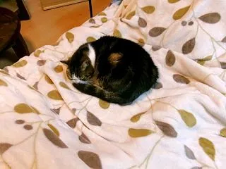 ちゃっぷいちゃっぷい…🥶