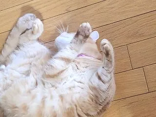 赤灯えれじい～秋ドラマ