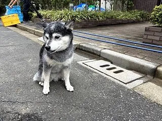 清秋のトーストランチと秋刀魚の味
