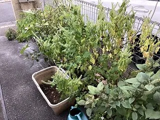 お手製のおつまみ