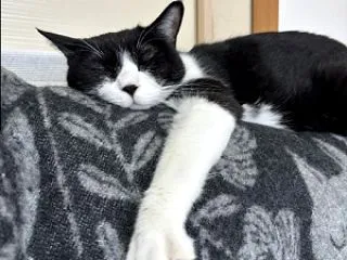 今日のふぅちゃん