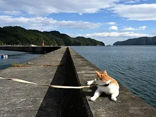 猫ご機嫌＆海辺で誤報