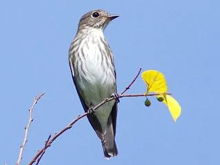 樹上のエゾビタキ