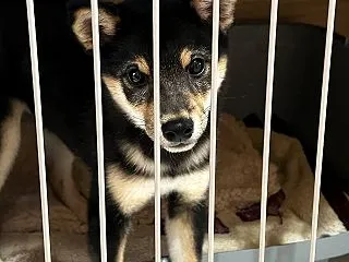 愛犬「フジコ」が我が家に来て1周年☆