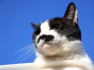 青空のちょびおかお