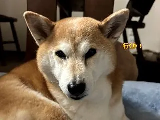 鬱陶しい雨