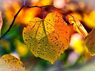 【2026年最新】紅葉を徹底攻略！見頃・…