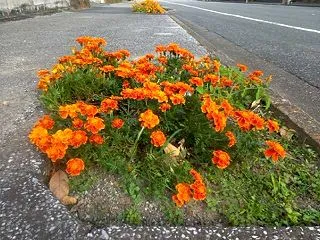 道脇のマリーゴールドが綺麗です