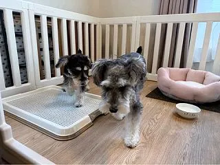 シュナのミシェルちゃんトライアルへ、👌💓…