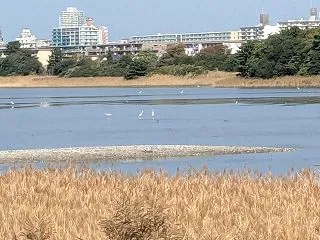 バンドの練習からの谷津干潟
