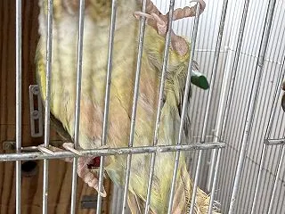 何故か尾羽が切れてチリチリに