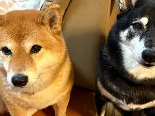 卓球再開出来るか？