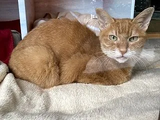 監視されている私