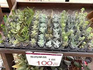 大好評につき、多肉植物のバラ売りを再開！