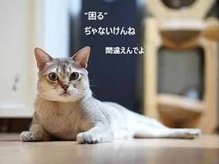縁結びの猫様・こまるくん