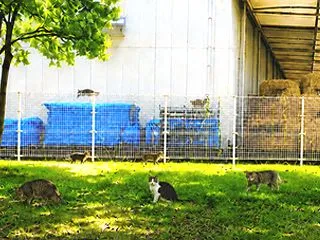 野良猫考連載・その２７「(第４部)広大な…