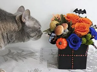 ハロウィン飾りで愛猫を偲ぶ