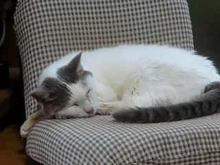 「家猫希望」・・・居ないかなあ☆