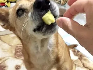 焼き芋でお腹いっぱい