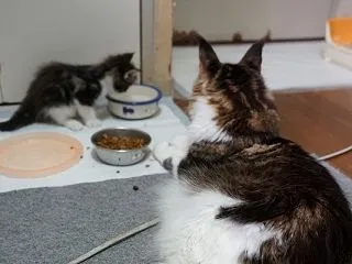見守る幸せ・・・・・・子猫通信♪