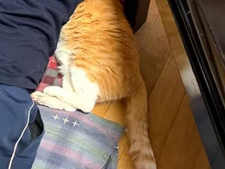 下敷き