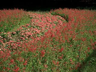 いろいろ撮ってみる(長居植物園・2026…