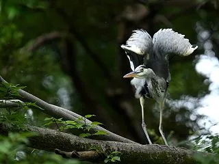 手ごわいサンコウチョウ