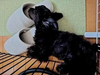 ワタシノカホリ