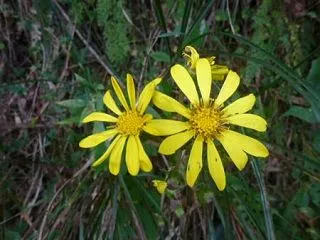 家の周りの花々