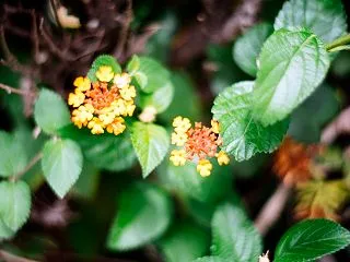 １０月の花 その２１ ランタナ
