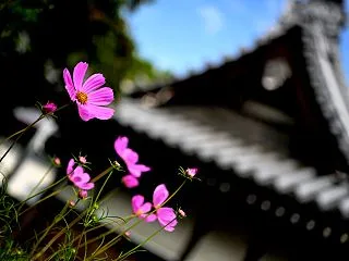 尼崎散歩 コスモス