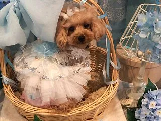 こふみさん♪でち