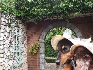 ヨーロッパの街角 相模原公園・金木犀20…