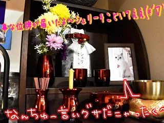 【シュリのご位牌】
