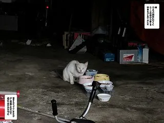 また新たな子ネコが。。。