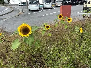 季節外れの向日葵【長野県諏訪郡富士見町】