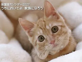 長崎ねこの会の 保護ねこカレンダー 販売…