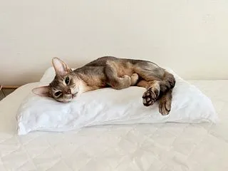 パパの枕はぼくのベッドだよ