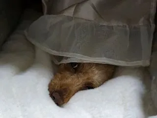 朝食後、今日もまた留守番かと