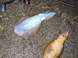 駿河湾アオリイカ 酒のあて
