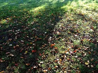 秋の散歩はいいね、いくらでも歩けそうな風…