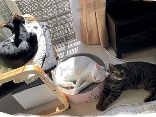 保護ネコ近況報告