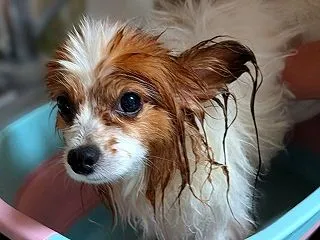 パパシャン