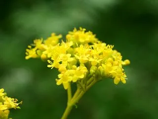 オミナエシ