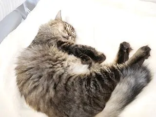 コジさん サクちゃんの怪我